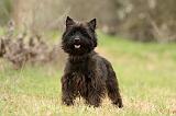 CAIRN TERRIER 656